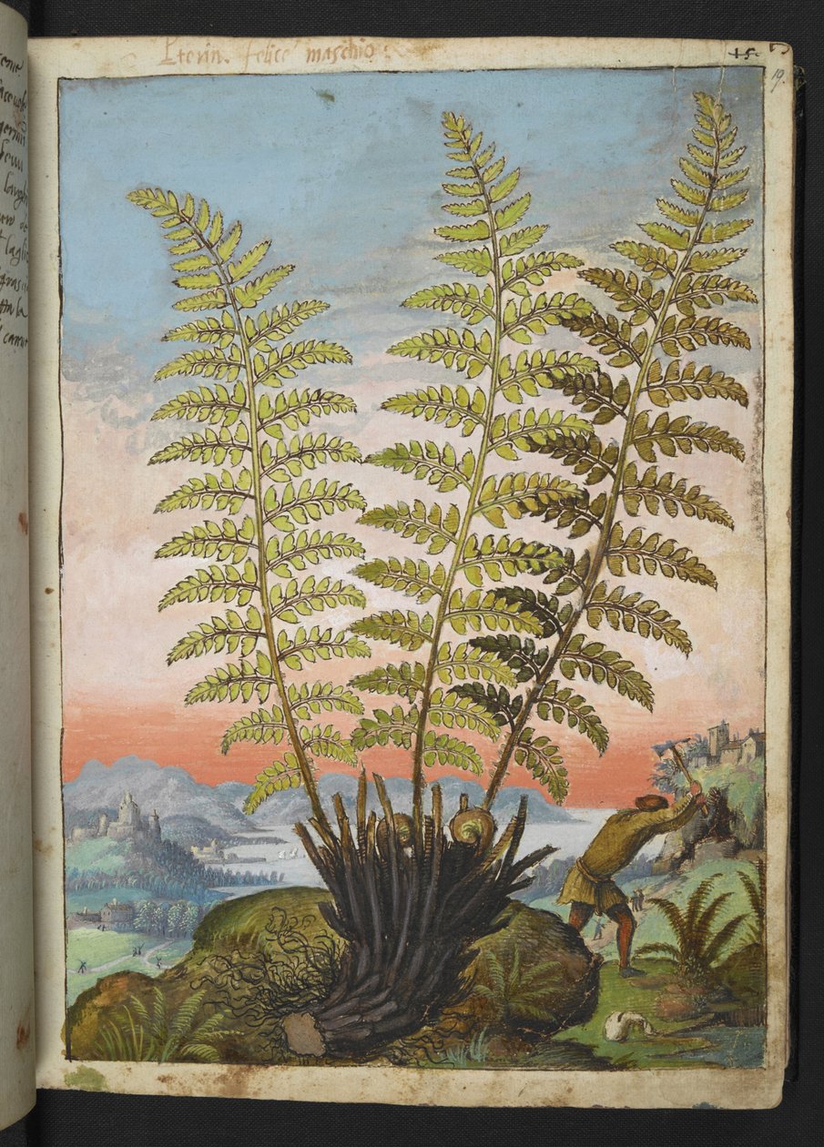 Dryopteris filix mas: سرخس ، من "لوحات فلورا الولايات الرومانية" بقلم غيراردو سيبو ، إضافة MS 22333 ، f019r ، حوالي 1564-84 (ألوان مائية وغواش على ورق) بواسطة غيراردو سيبو