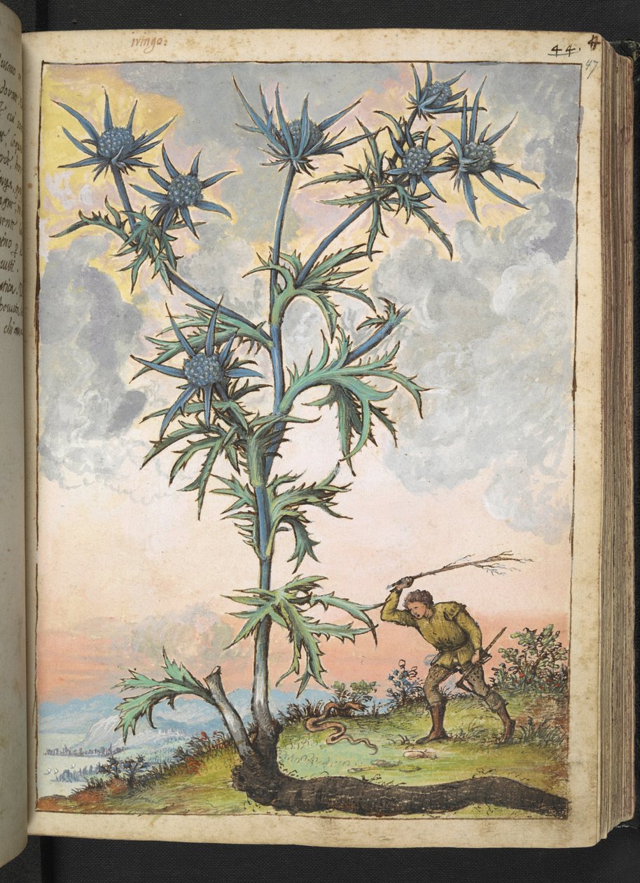 Eryngium maritimum ، من "لوحات فلورا من الدول الرومانية" بقلم غيراردو سيبو ، إضافة MS 22333 ، f047r ، حوالي 1564-84 (ألوان مائية وغواش على ورق) بواسطة غيراردو سيبو