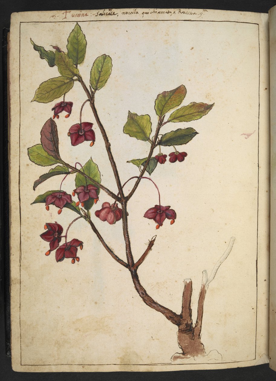 Euonymus europaeus (المغزل الأوروبي): نبات بتلات حمراء ، من "لوحات فلورا من الدول الرومانية" بقلم غيراردو سيبو ، إضافة MS 22333 ، f183v ، c.1564-84 (ألوان مائية وغواش على ورق) بواسطة غيراردو سيبو