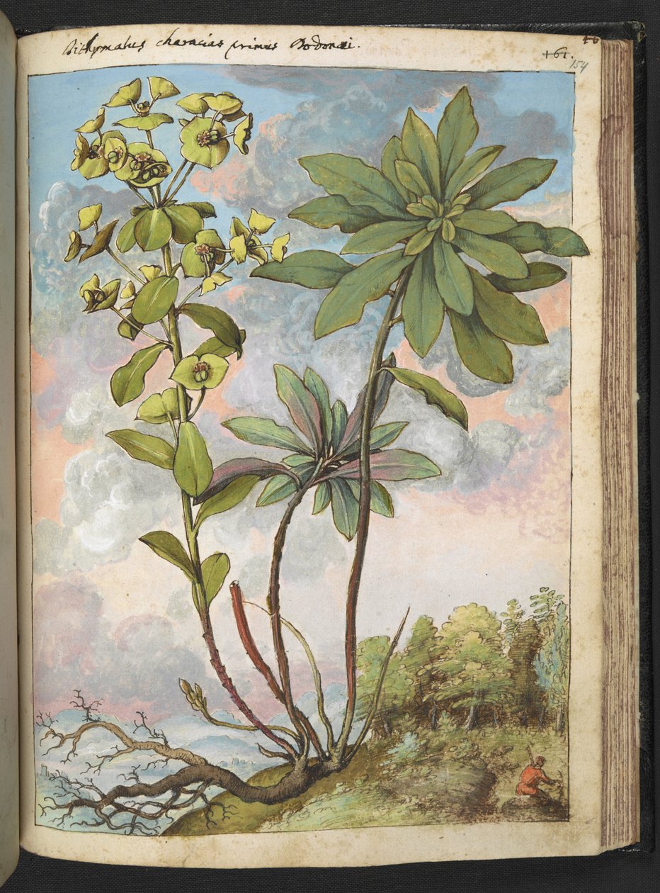 الفربيون amygdaloises أو Euphorbia characias ، من "لوحات فلورا من الدول الرومانية" بقلم غيراردو سيبو ، إضافة MS 22333 ، f154r ، c.1564-84 (ألوان مائية وغواش على ورق) بواسطة غيراردو سيبو