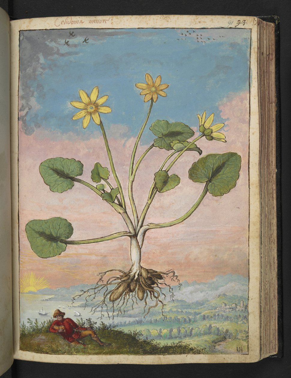 Ficaria verna ، من "لوحات فلورا من الدول الرومانية" بقلم غيراردو سيبو ، إضافة MS 22333 ، f091r ، حوالي 1564-84 (ألوان مائية وغواش على ورق) بواسطة غيراردو سيبو