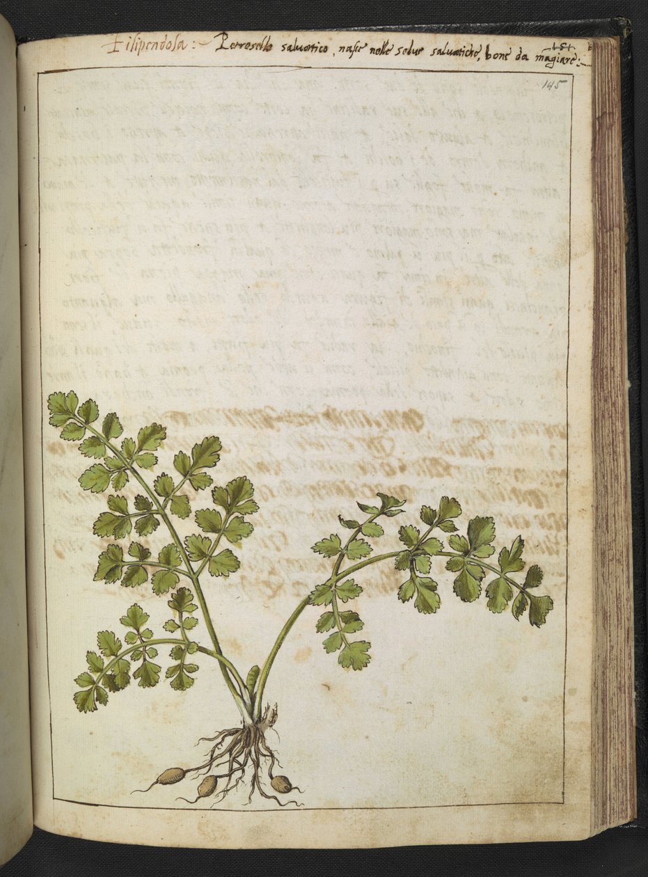 Filipendula ، من "لوحات فلورا من الدول الرومانية" بقلم غيراردو سيبو ، إضافة MS 22333 ، f145r ، c.1564-84 (ألوان مائية وغواش على ورق) بواسطة غيراردو سيبو
