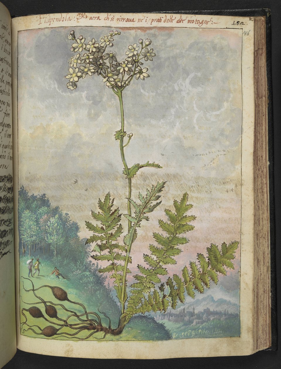 Filipendula vulgari ، من "لوحات فلورا من الدول الرومانية" بقلم غيراردو سيبو ، إضافة MS 22333 ، f146r ، حوالي 1564-84 (ألوان مائية وغواش على ورق) بواسطة غيراردو سيبو