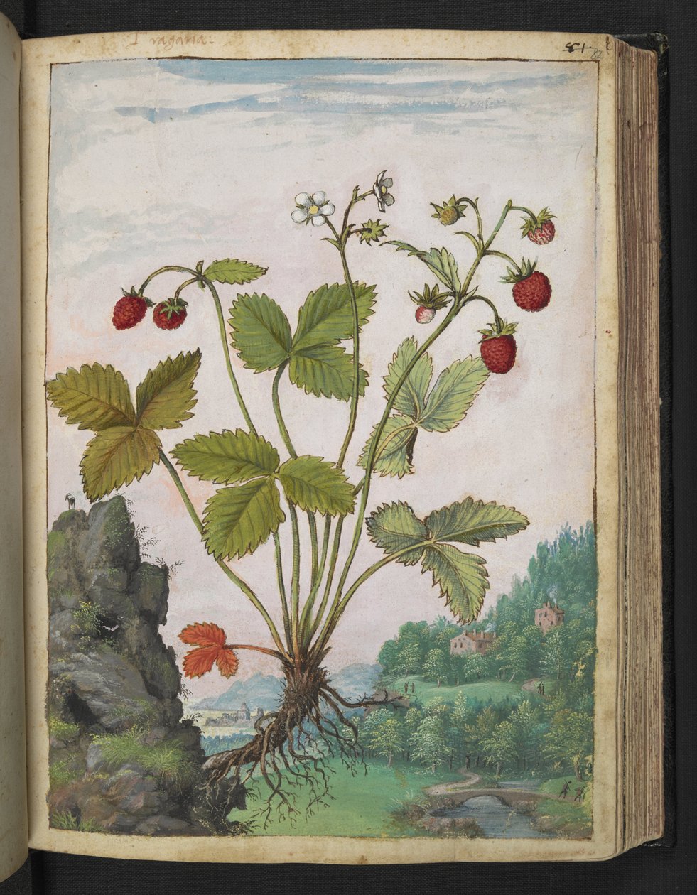 Fragaria vesca ، من "لوحات فلورا من الدول الرومانية" بقلم غيراردو سيبو ، إضافة MS 22333 ، f082r ، c.1564-84 (ألوان مائية وغواش على ورق) بواسطة غيراردو سيبو