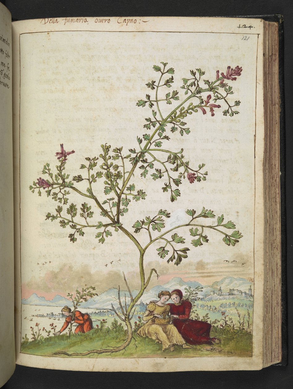 Fumaria gaillardotii ، من "لوحات فلورا الولايات الرومانية" بقلم غيراردو سيبو ، إضافة MS 22333 ، f121r ، حوالي 1564-84 (ألوان مائية وغواش على ورق) بواسطة غيراردو سيبو