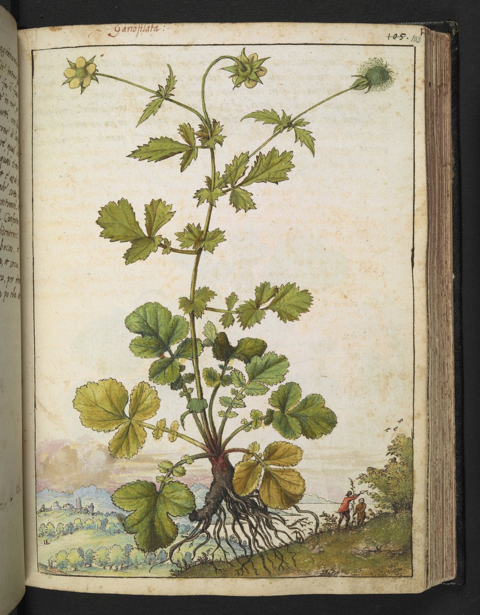 Geum Urbanum ، من "لوحات فلورا الولايات الرومانية" بقلم غيراردو سيبو ، إضافة MS 22333 ، f103r ، c.1564-84 (ألوان مائية وغواش على ورق) بواسطة غيراردو سيبو