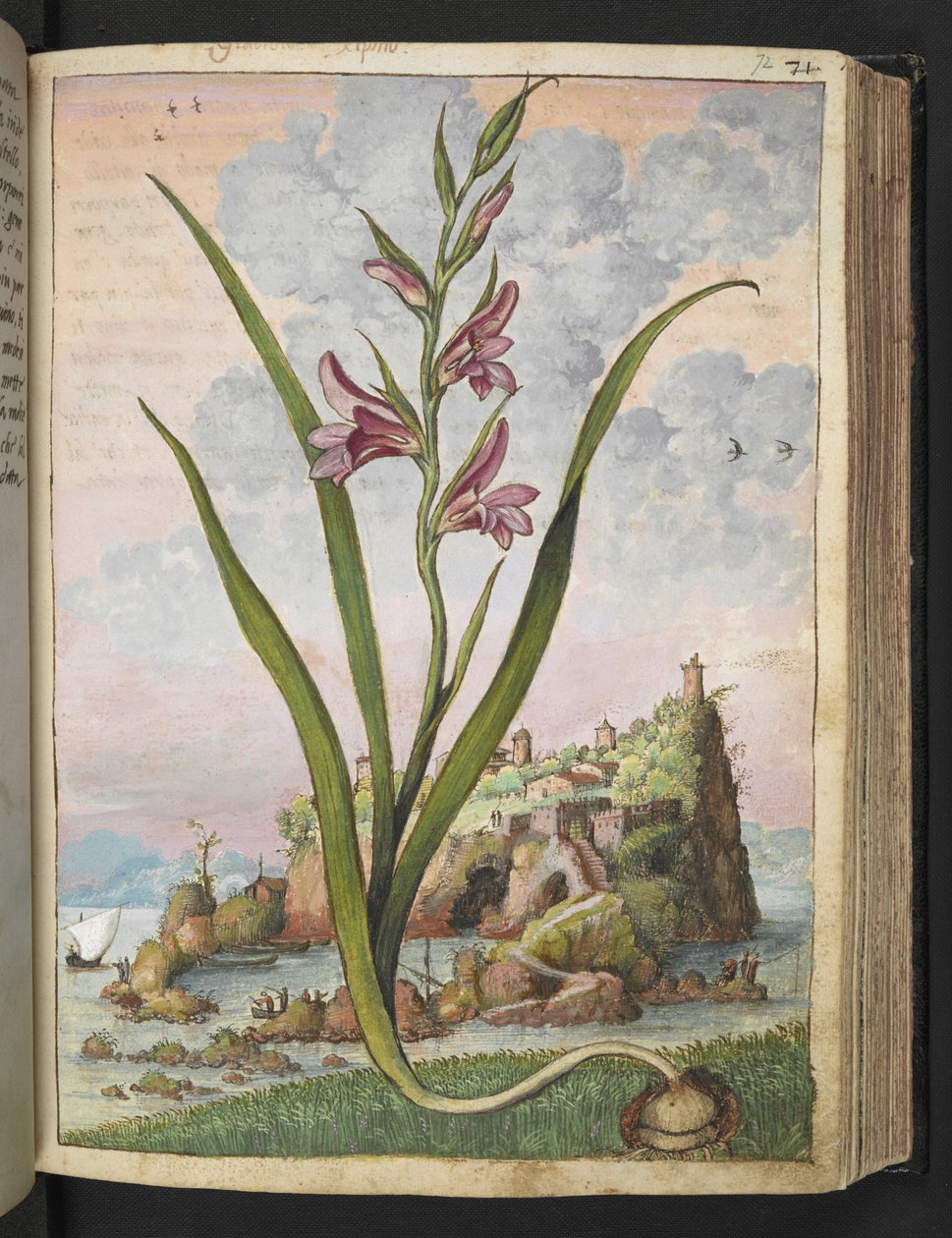 Gladiolus Italicus ، من "لوحات فلورا من الدول الرومانية" بقلم غيراردو سيبو ، إضافة MS 22333 ، f072r ، c.1564-84 (ألوان مائية وغواش على ورق) بواسطة غيراردو سيبو