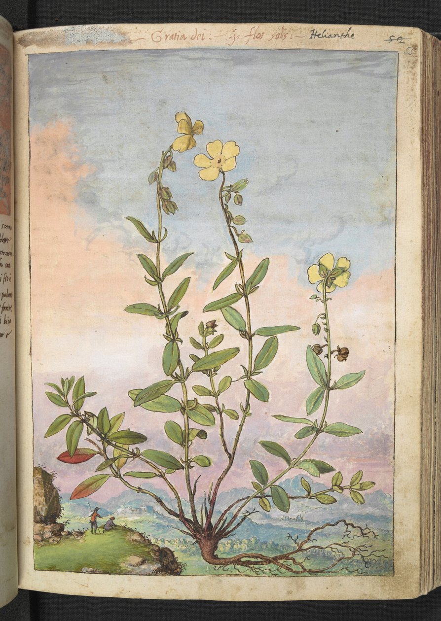 Helianthemum nummularium ، من "لوحات فلورا الولايات الرومانية" بقلم غيراردو سيبو ، إضافة MS 22333 ، f055r ، حوالي 1564-84 (ألوان مائية وغواش على ورق) بواسطة غيراردو سيبو