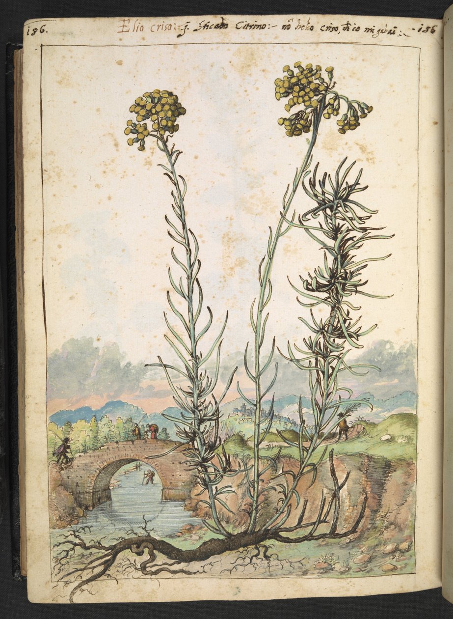 Helichrysum italicum: نبات ذو براعم صفراء ، من "لوحات فلورا من الولايات الرومانية" بقلم غيراردو سيبو ، إضافة MS 22333 ، f176v ، c.1564-84 (ألوان مائية وغواش على ورق) بواسطة غيراردو سيبو