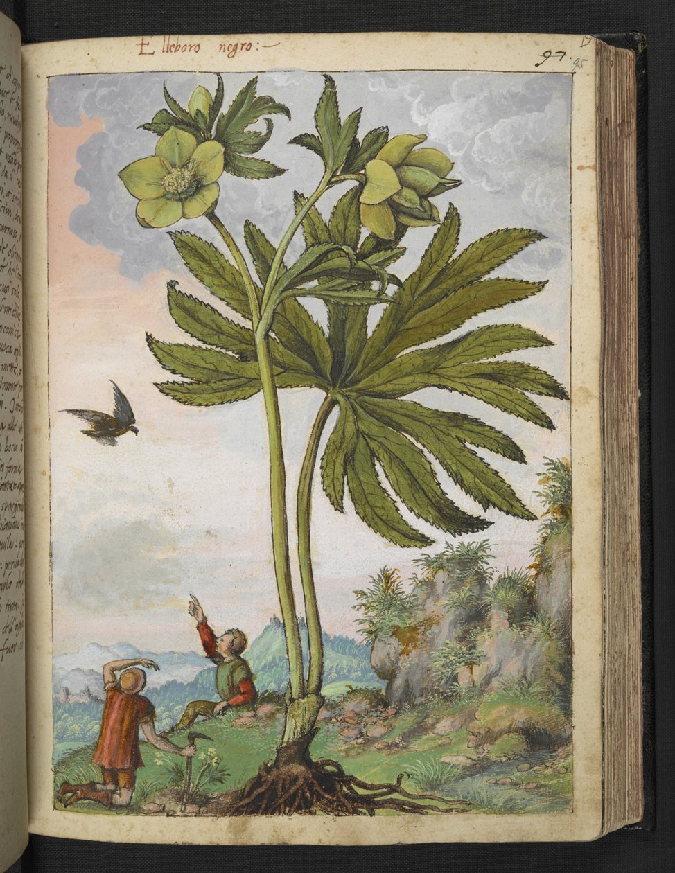 Helleborus viridis ، من "لوحات فلورا الولايات الرومانية" بقلم غيراردو سيبو ، إضافة MS 22333 ، f095r ، حوالي 1564-84 (ألوان مائية وغواش على ورق) بواسطة غيراردو سيبو