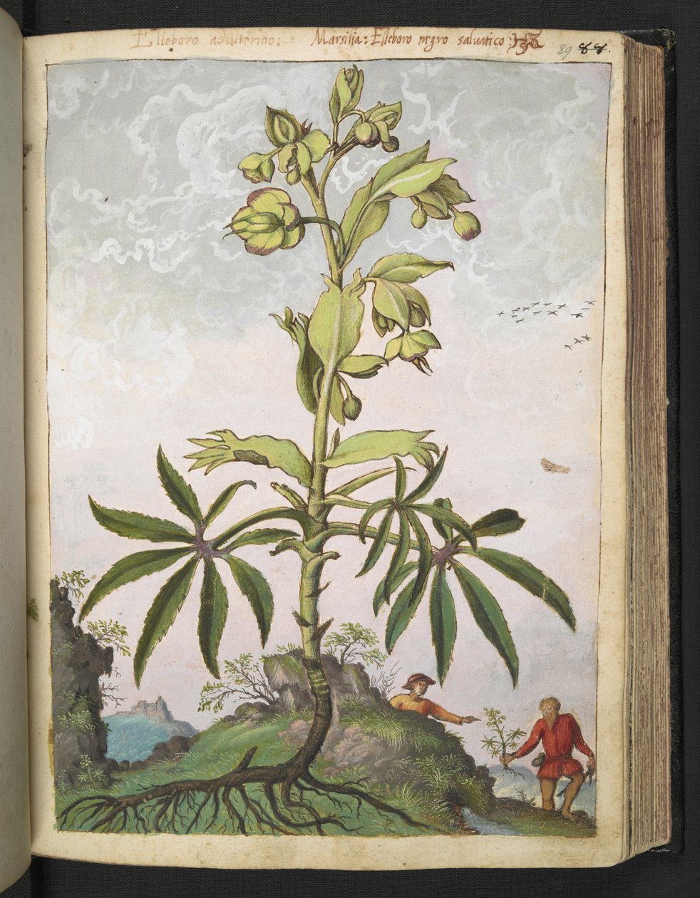 Helleborus foetidus ، من "لوحات فلورا الولايات الرومانية" بقلم غيراردو سيبو ، إضافة MS 22333 ، f089r ، حوالي 1564-84 (ألوان مائية وغواش على ورق) بواسطة غيراردو سيبو