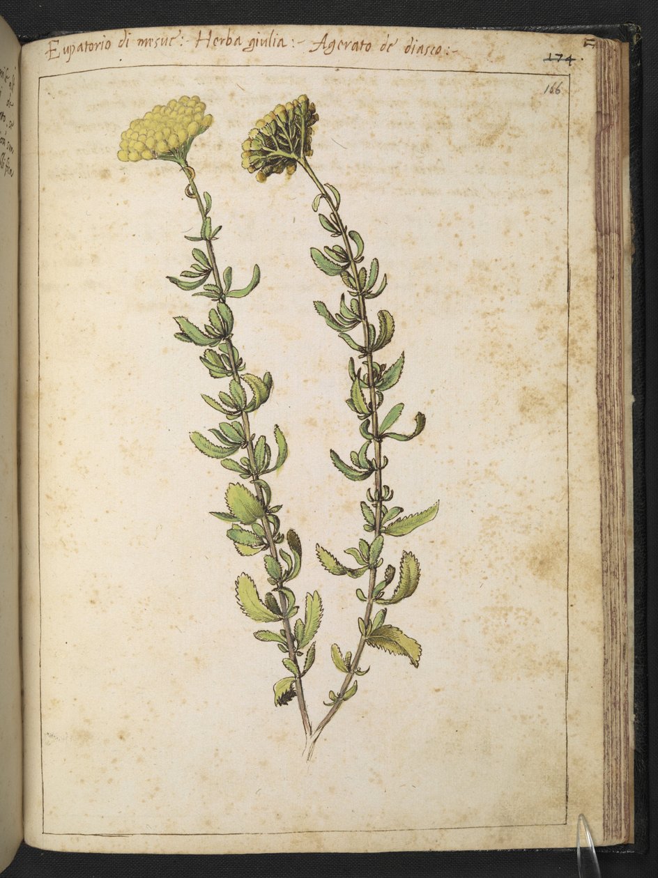 غافث القنب (من جنس Eupatorium) ، ربما فيتش الكلى ، من "لوحات فلورا من الولايات الرومانية" بقلم غيراردو سيبو ، إضافة MS 22333 ، f166r ، c.1564-84 (ألوان مائية وغواش على ورق) بواسطة غيراردو سيبو