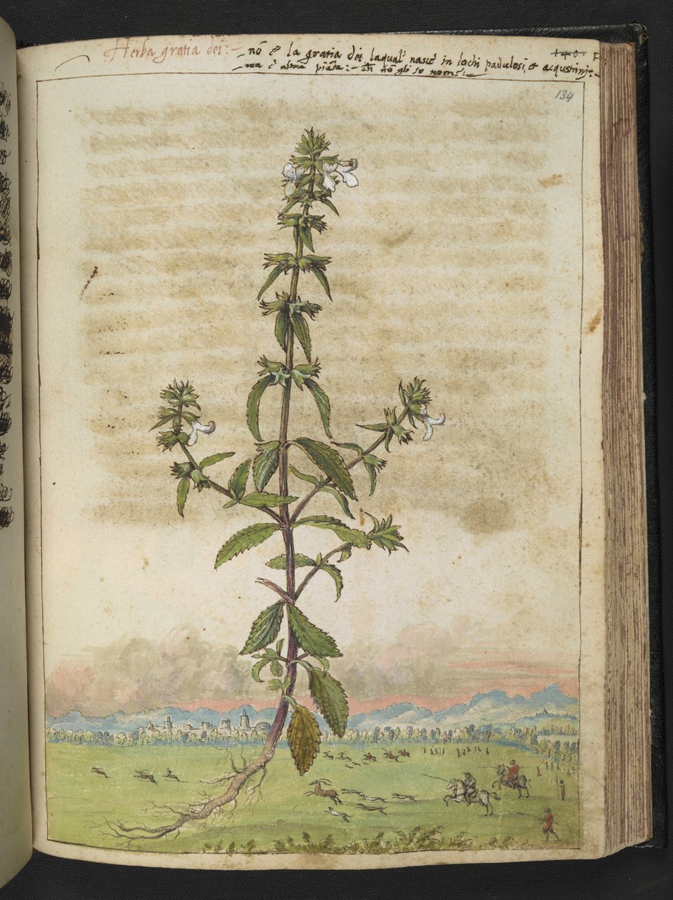 Herba gratia dei (Hedge-Hyssop) ، من "لوحات فلورا من الدول الرومانية" بقلم غيراردو سيبو ، إضافة MS 22333 ، f134r ، c.1564-84 (ألوان مائية وغواش على ورق) بواسطة غيراردو سيبو