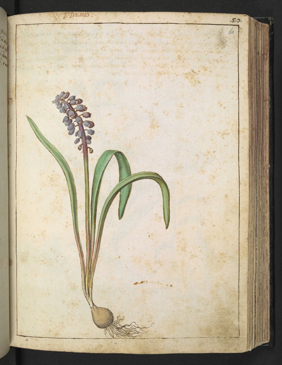 Hyacinthus ، من "لوحات فلورا من الدول الرومانية" بقلم غيراردو سيبو ، إضافة MS 22333، f060r، c.1564-84 (ألوان مائية وغواش على ورق) بواسطة غيراردو سيبو