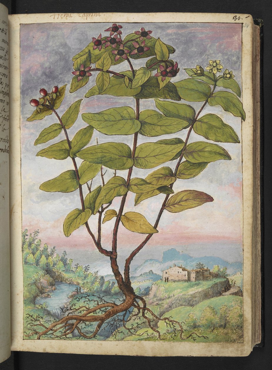 Hypericum hircinum ، من "لوحات فلورا الولايات الرومانية" بقلم غيراردو سيبو ، إضافة MS 22333 ، f034r ، حوالي 1564-84 (ألوان مائية وغواش على ورق) بواسطة غيراردو سيبو