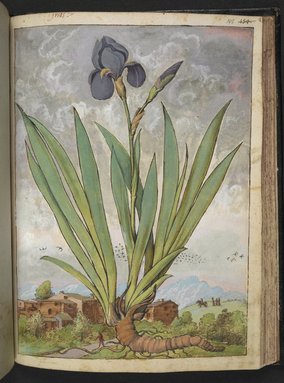 Iris germanica ، من "لوحات فلورا من الدول الرومانية" بقلم غيراردو سيبو ، إضافة MS 22333 ، f148r ، c.1564-84 (ألوان مائية وغواش على ورق) بواسطة غيراردو سيبو