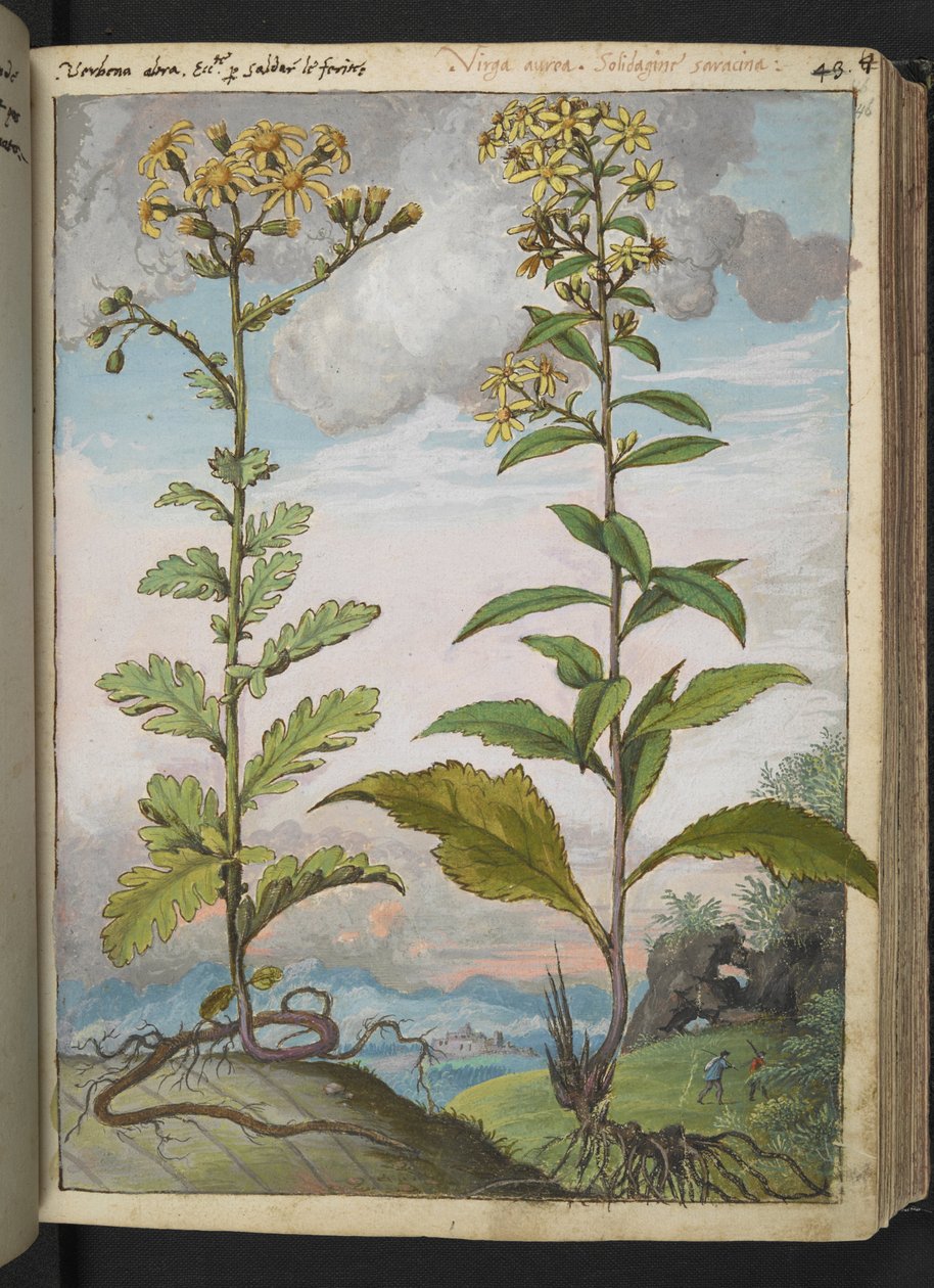 Jacobaeae vulgaris et Senecio ovatu ، من "لوحات فلورا للولايات الرومانية" بقلم غيراردو سيبو ، إضافة MS 22333 ، f046r ، c.1564-84 (ألوان مائية وغواش على ورق) بواسطة غيراردو سيبو