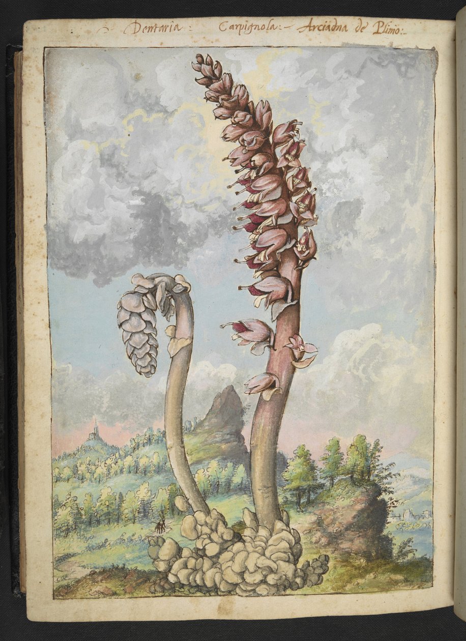 Lathrea squammaria ، من "لوحات فلورا من الدول الرومانية" بقلم غيراردو سيبو ، إضافة MS 22333 ، f178v ، c.1564-84 (ألوان مائية وغواش على ورق) بواسطة غيراردو سيبو