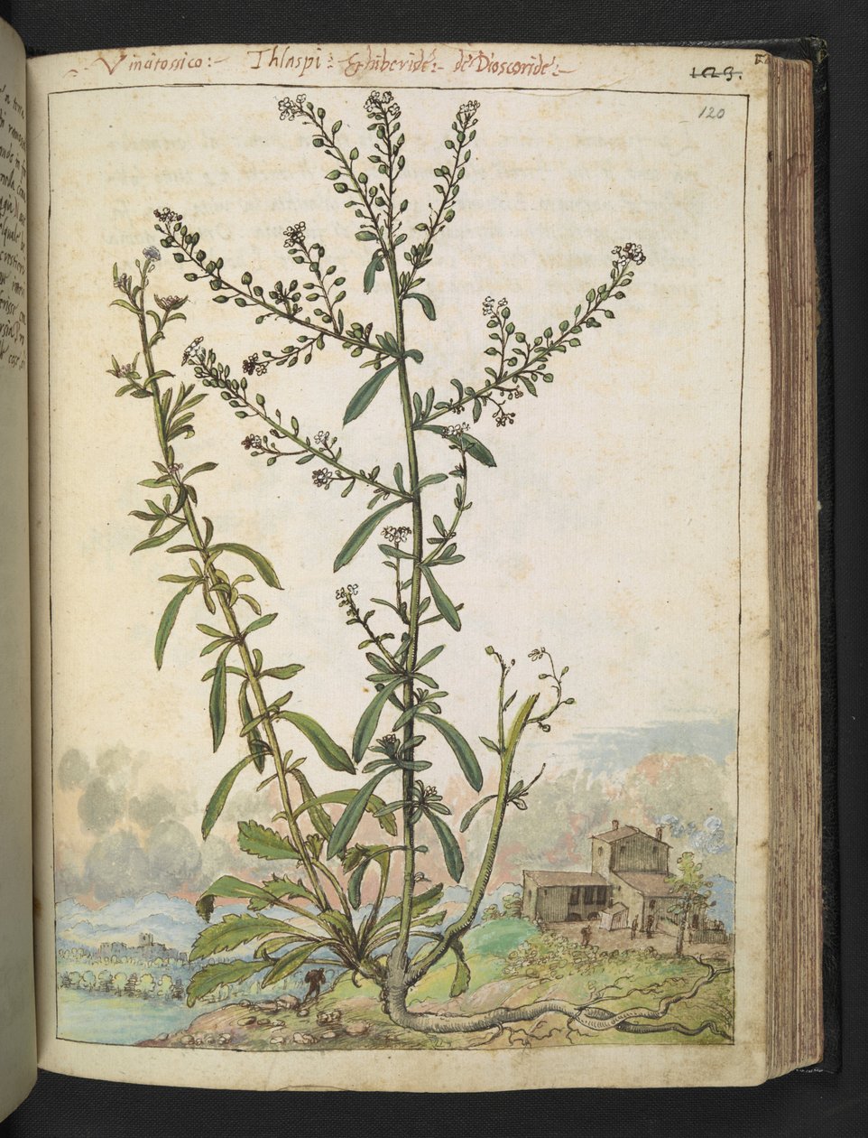 Lepidium graminifolium ، من "لوحات فلورا الولايات الرومانية" بقلم غيراردو سيبو ، إضافة MS 22333 ، f120r ، حوالي 1564-84 (ألوان مائية وغواش على ورق) بواسطة غيراردو سيبو