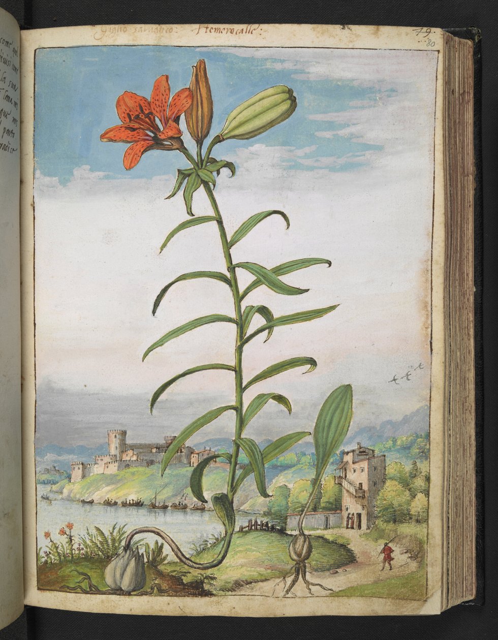 Lilium bulbiferum: نبات بتلات حمراء ، من "لوحات فلورا من الولايات الرومانية" بقلم غيراردو سيبو ، إضافة MS 22333 ، f080r ، c.1564-84 (ألوان مائية وغواش على ورق) بواسطة غيراردو سيبو