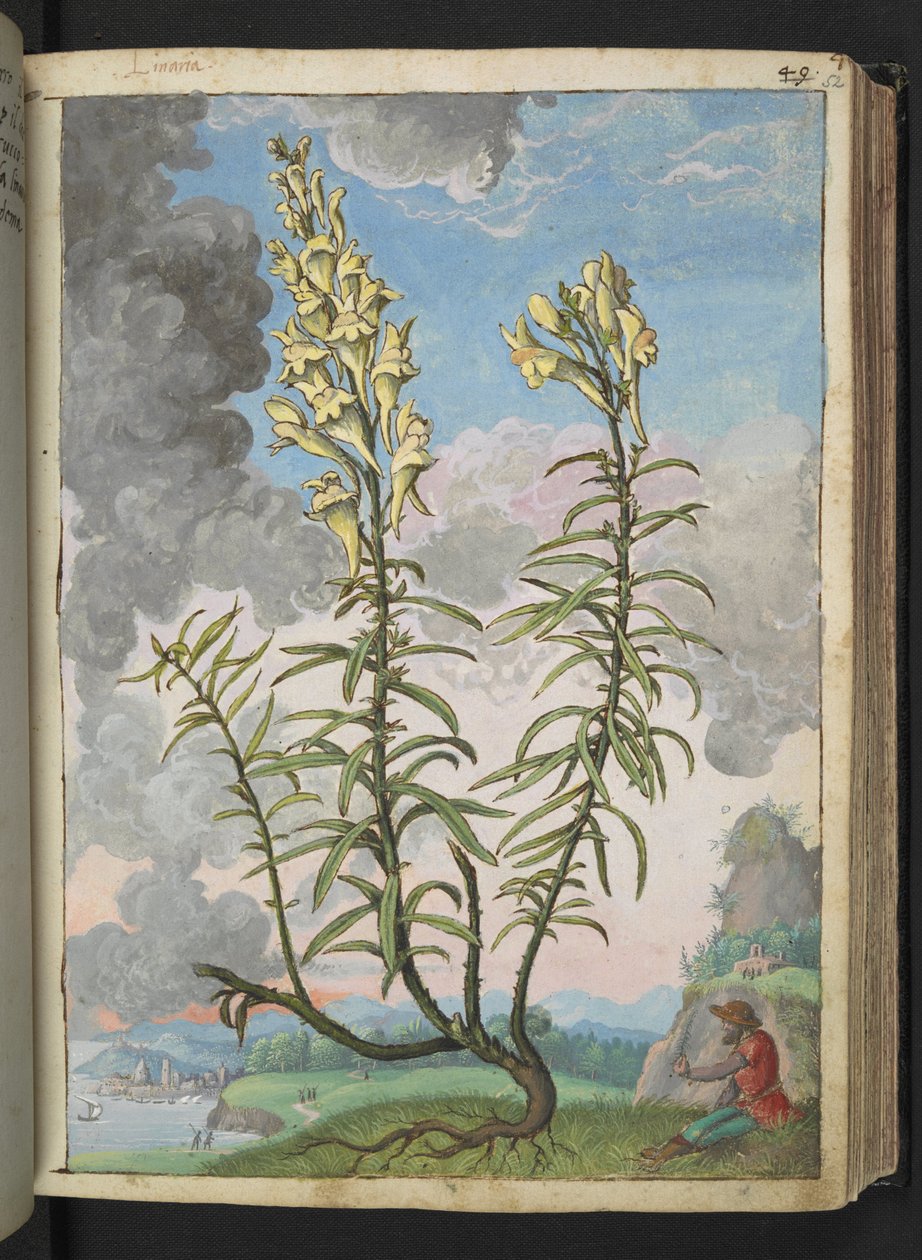 Linaria vulgaris ، من "لوحات فلورا الولايات الرومانية" بقلم غيراردو سيبو ، إضافة MS 22333 ، f052r ، c.1564-84 (ألوان مائية وغواش على ورق) بواسطة غيراردو سيبو