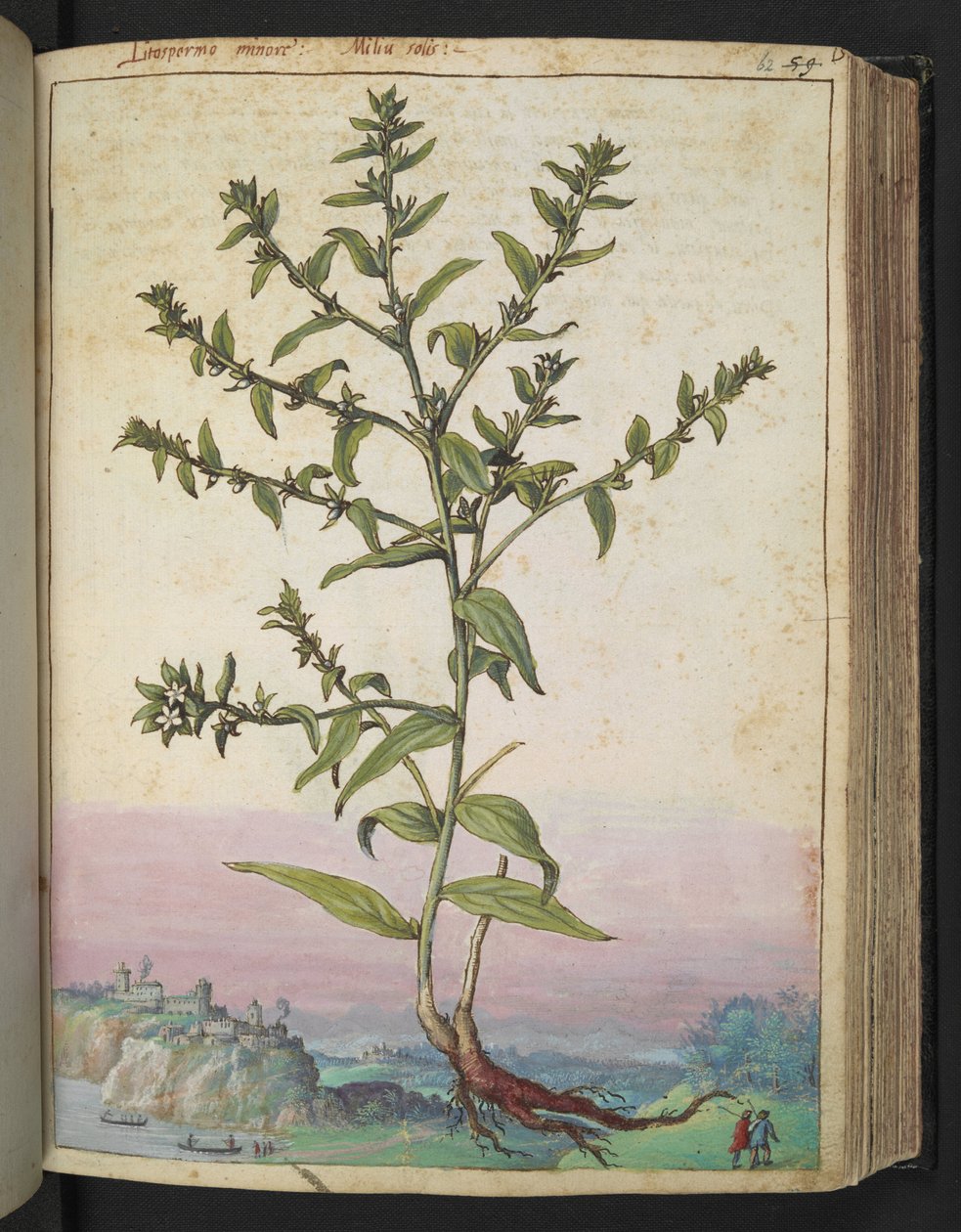 Lithospermum officinale ، من "لوحات فلورا الولايات الرومانية" بقلم غيراردو سيبو ، إضافة MS 22333 ، f062r ، c.1564-84 (ألوان مائية وغواش على ورق) بواسطة غيراردو سيبو