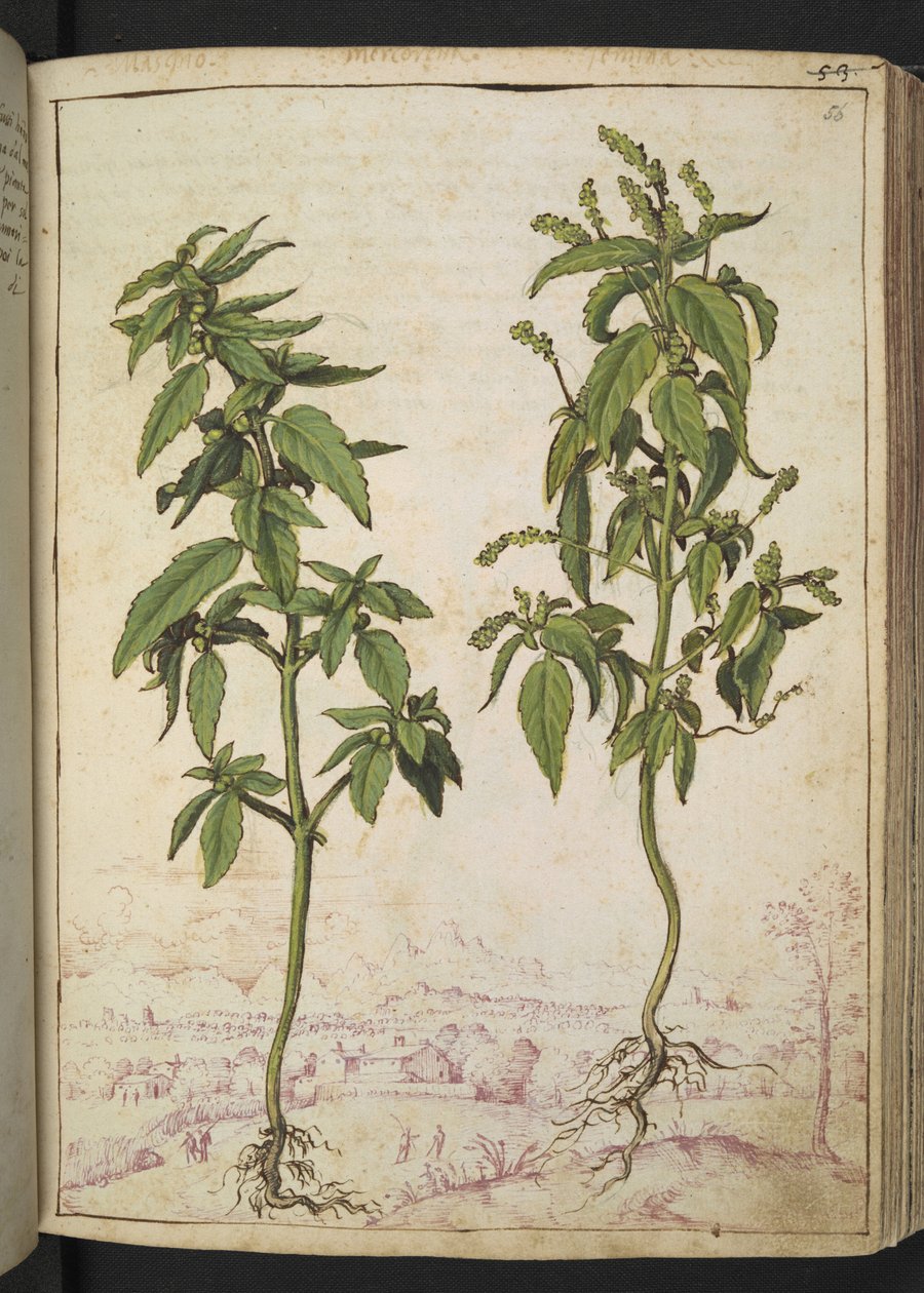 Mercurialis annua ، من "لوحات فلورا من الدول الرومانية" بقلم غيراردو سيبو ، إضافة MS 22333 ، f056r ، c.1564-84 (ألوان مائية وغواش على ورق) بواسطة غيراردو سيبو