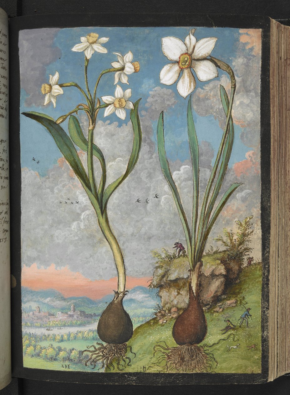 Narcissus tazetta و Narcissus poeticu: نباتات ذات بتلات بيضاء ، من "لوحات فلورا من الدول الرومانية" بقلم غيراردو سيبو ، إضافة MS 22333 ، f059r ، c.1564-84 (ألوان مائية وغواش على ورق) بواسطة غيراردو سيبو
