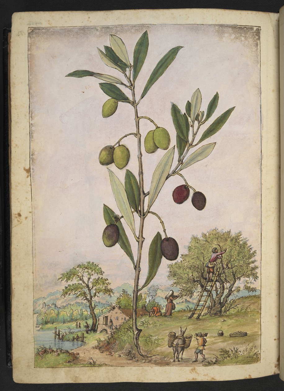 Olea europaea (شجرة الزيتون) ، من "لوحات فلورا الولايات الرومانية" بقلم غيراردو سيبو ، إضافة MS 22333 ، f181v ، c.1564-84 (ألوان مائية وغواش على ورق) بواسطة غيراردو سيبو