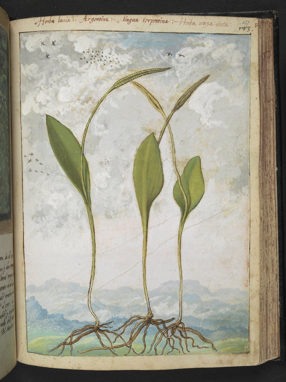 Ophioglossum vulgatum ، من "لوحات فلورا الولايات الرومانية" بقلم غيراردو سيبو ، إضافة MS 22333 ، f137r ، حوالي 1564-84 (ألوان مائية وغواش على ورق) بواسطة غيراردو سيبو