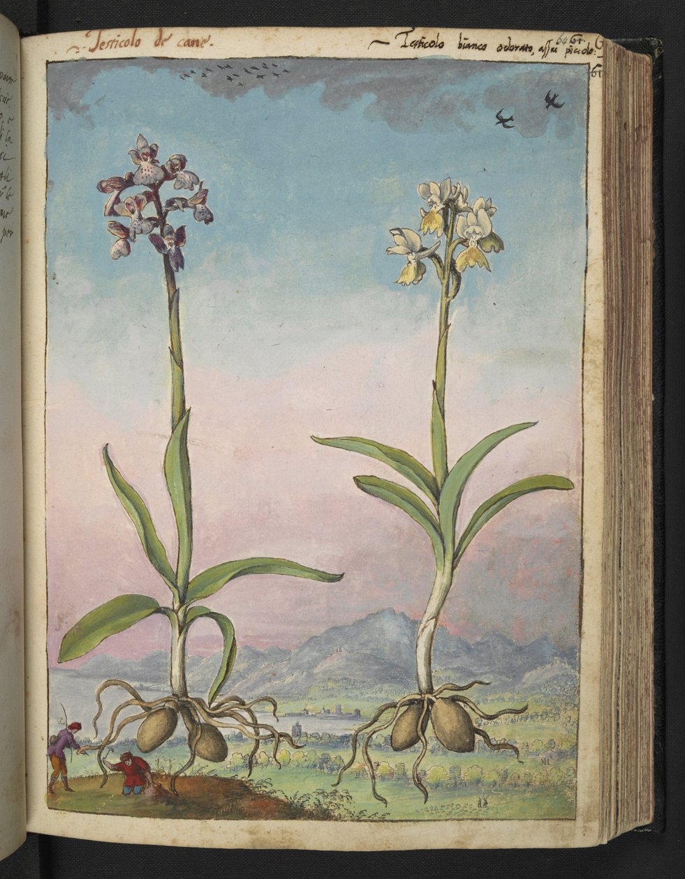 Orchis pallens: نباتان مزهران ، من "لوحات فلورا الولايات الرومانية" بقلم غيراردو سيبو ، إضافة MS 22333 ، f064r ، حوالي 1564-84 (ألوان مائية وغواش على ورق) بواسطة غيراردو سيبو