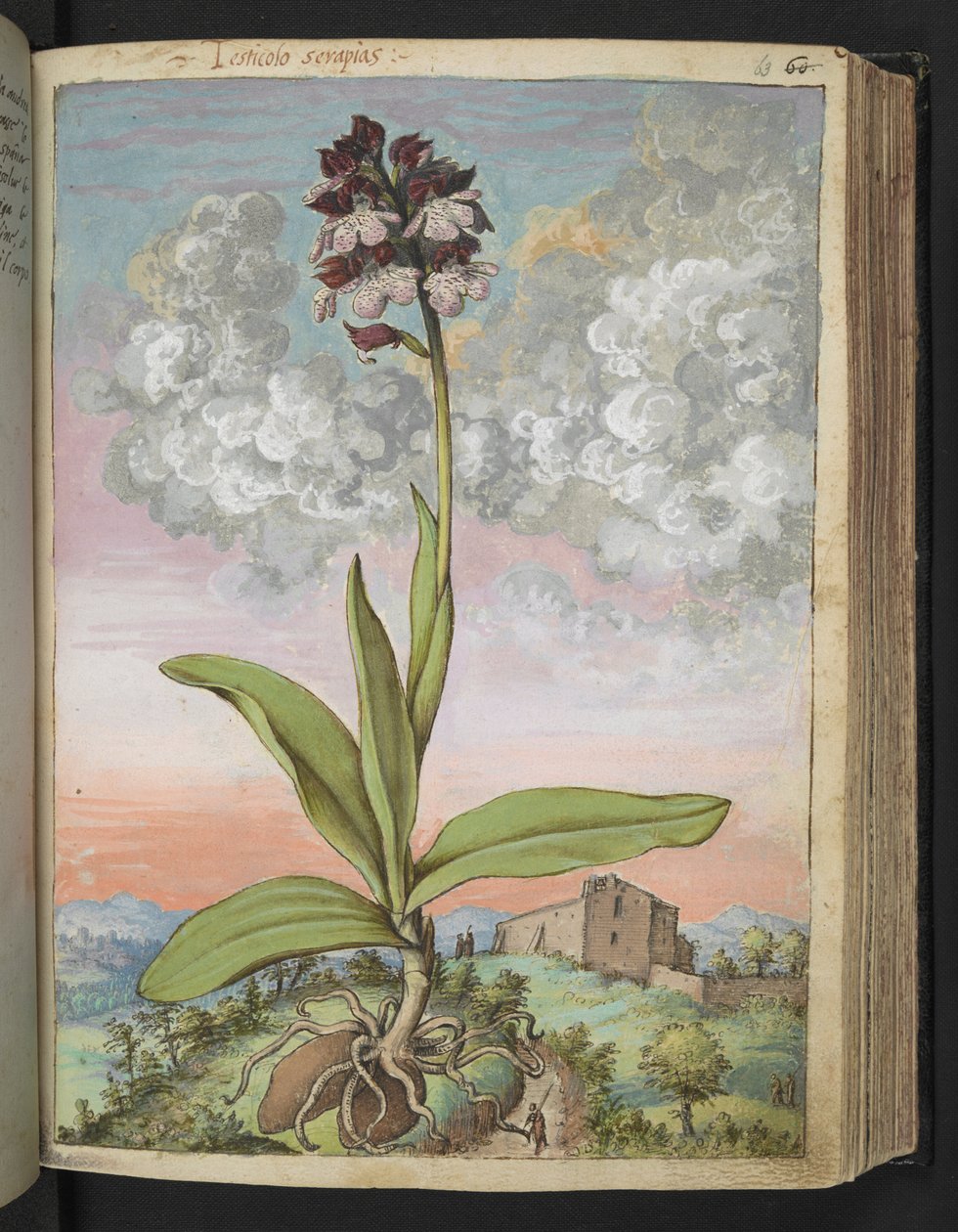 Orchis serapias ، من "لوحات فلورا من الدول الرومانية" بقلم غيراردو سيبو ، إضافة MS 22333 ، f063r ، حوالي 1564-84 (ألوان مائية وغواش على ورق) بواسطة غيراردو سيبو