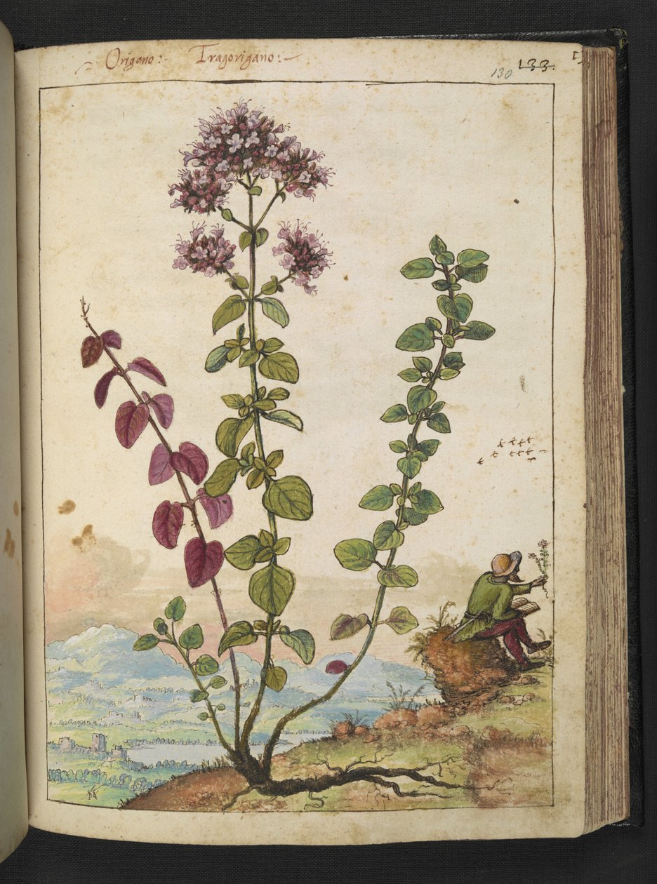Origanum vulgare ، من "لوحات فلورا الولايات الرومانية" بقلم غيراردو سيبو ، إضافة MS 22333 ، f130r ، حوالي 1564-84 (ألوان مائية وغواش على ورق) بواسطة غيراردو سيبو