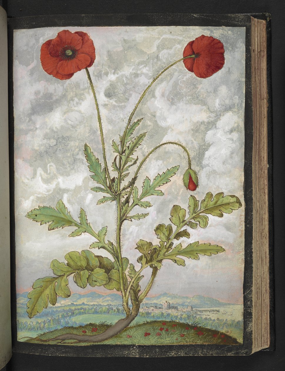 Papaver rhoeas (الخشخاش) ، من "لوحات فلورا الولايات الرومانية" بقلم غيراردو سيبو ، إضافة MS 22333 ، f107r ، حوالي 1564-84 (ألوان مائية وغواش على ورق) بواسطة غيراردو سيبو