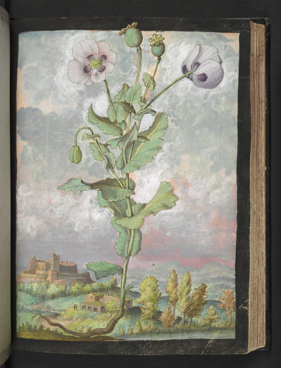 Papaver somniferum: نبات بتلات بيضاء ، من "لوحات فلورا من الولايات الرومانية" بقلم غيراردو سيبو ، إضافة MS 22333 ، f108r ، c.1564-84 (ألوان مائية وغواش على ورق) بواسطة غيراردو سيبو