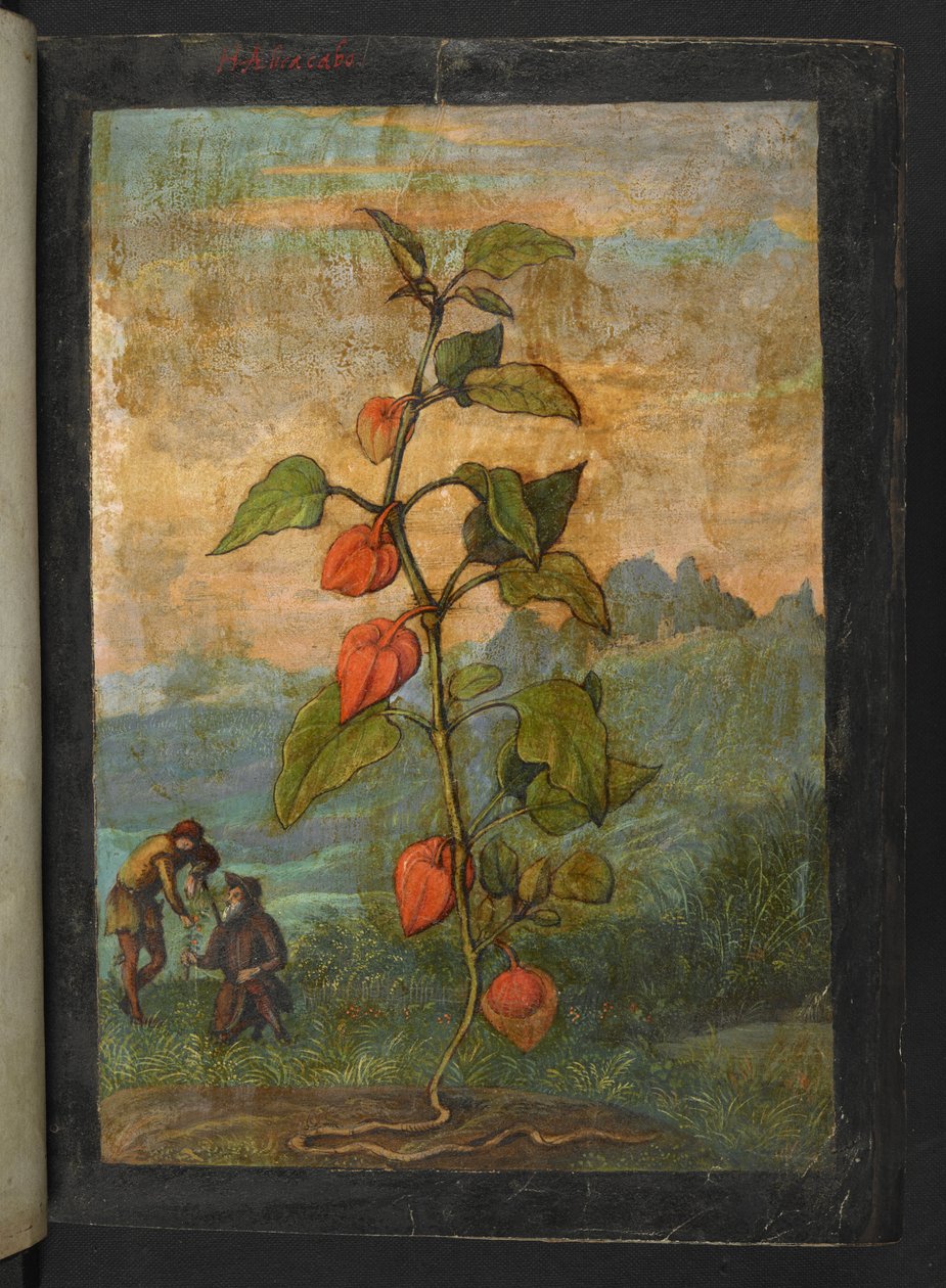 Physalis alkekengi: نبتة ذات أزهار حمراء ، من "لوحات فلورا من الدول الرومانية" بقلم غيراردو سيبو ، إضافة MS 22333 ، f004r ، c.1564-84 (ألوان مائية وغواش على ورق) بواسطة غيراردو سيبو