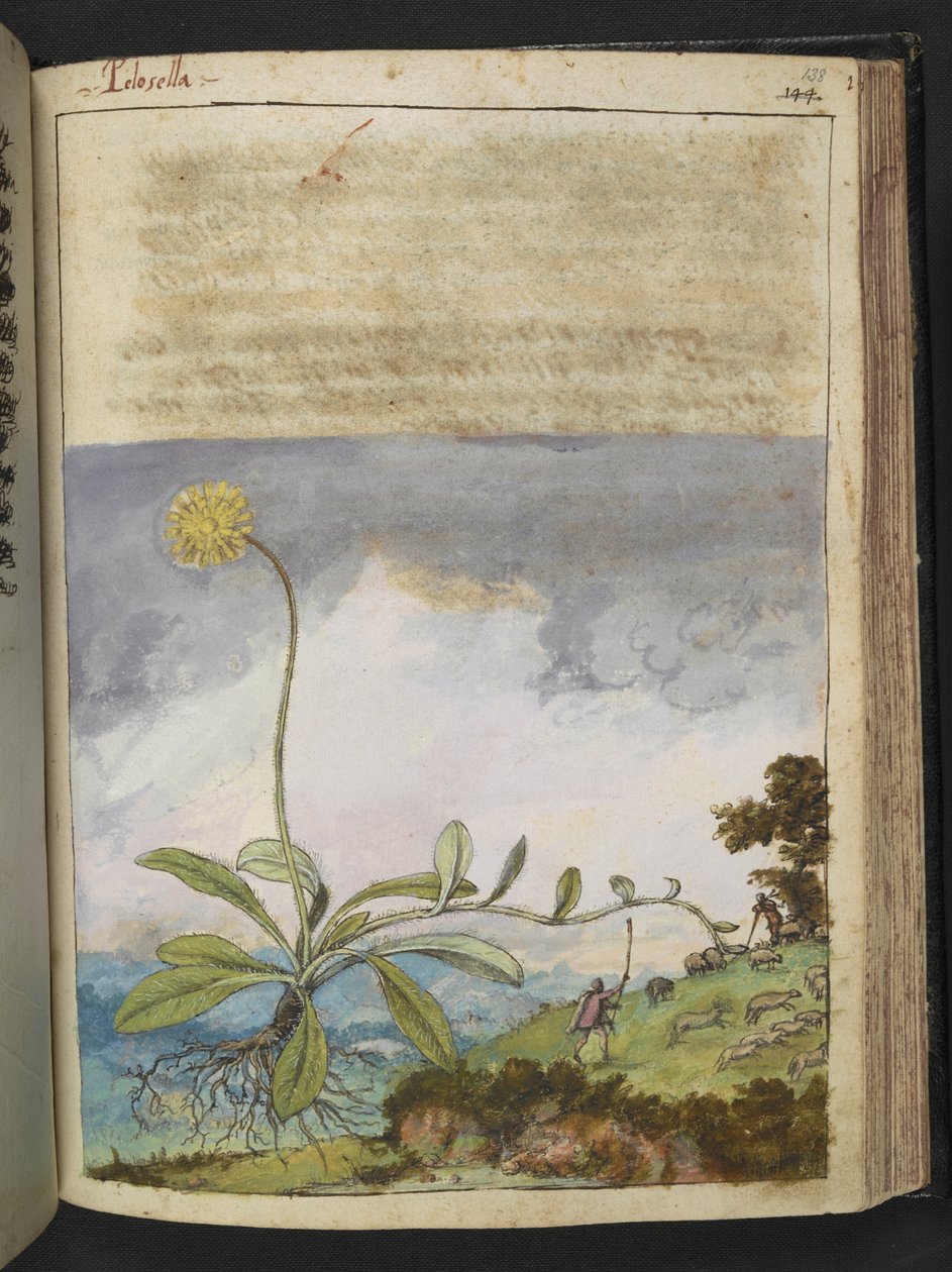 Pilosella officinarum ، من "لوحات فلورا الولايات الرومانية" بقلم غيراردو سيبو ، إضافة MS 22333 ، f138r ، حوالي 1564-84 (ألوان مائية وغواش على ورق) بواسطة غيراردو سيبو