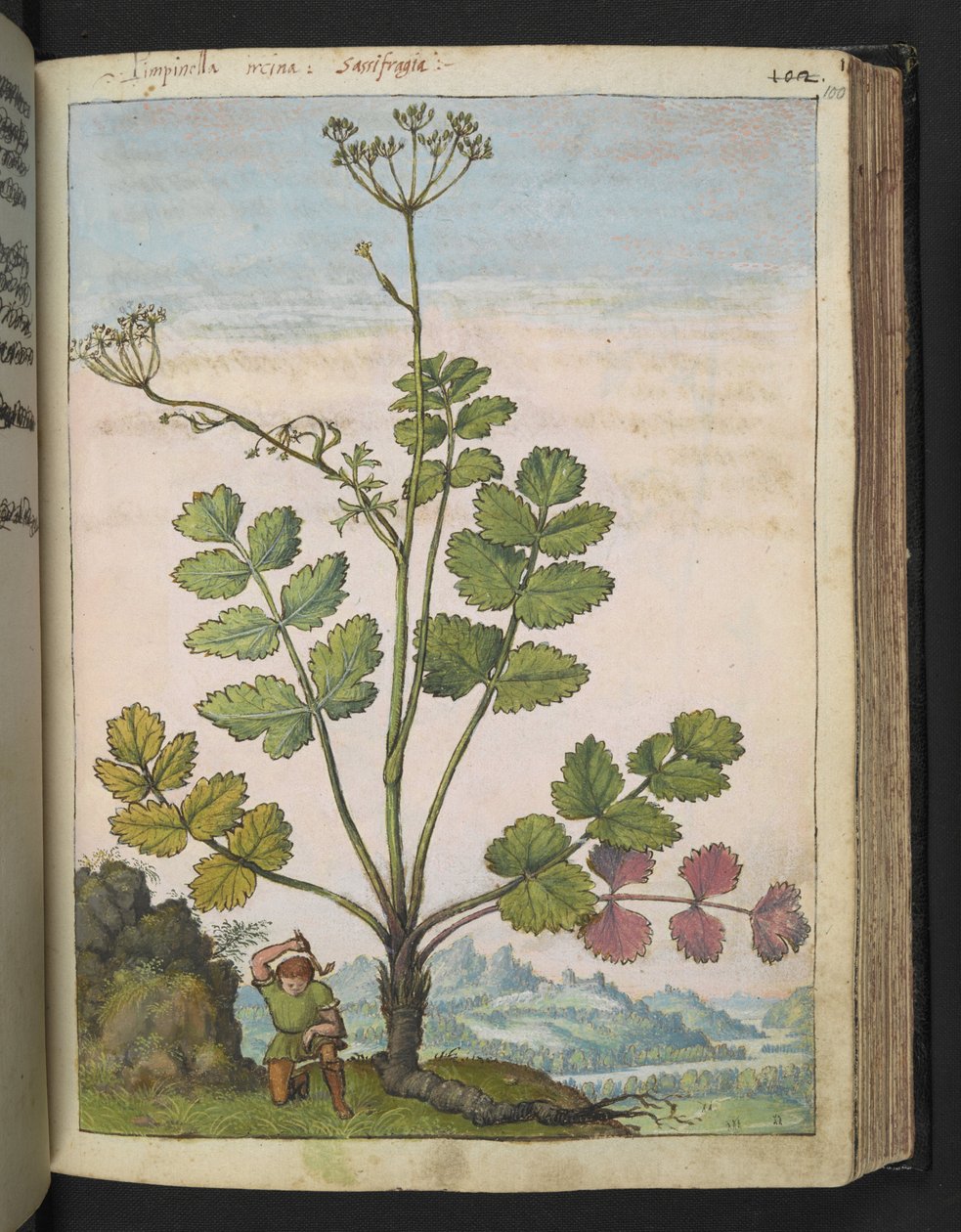Pimpinella major ، من "لوحات فلورا الولايات الرومانية" بقلم غيراردو سيبو ، إضافة MS 22333 ، f100r ، c.1564-84 (ألوان مائية وغواش على ورق) بواسطة غيراردو سيبو