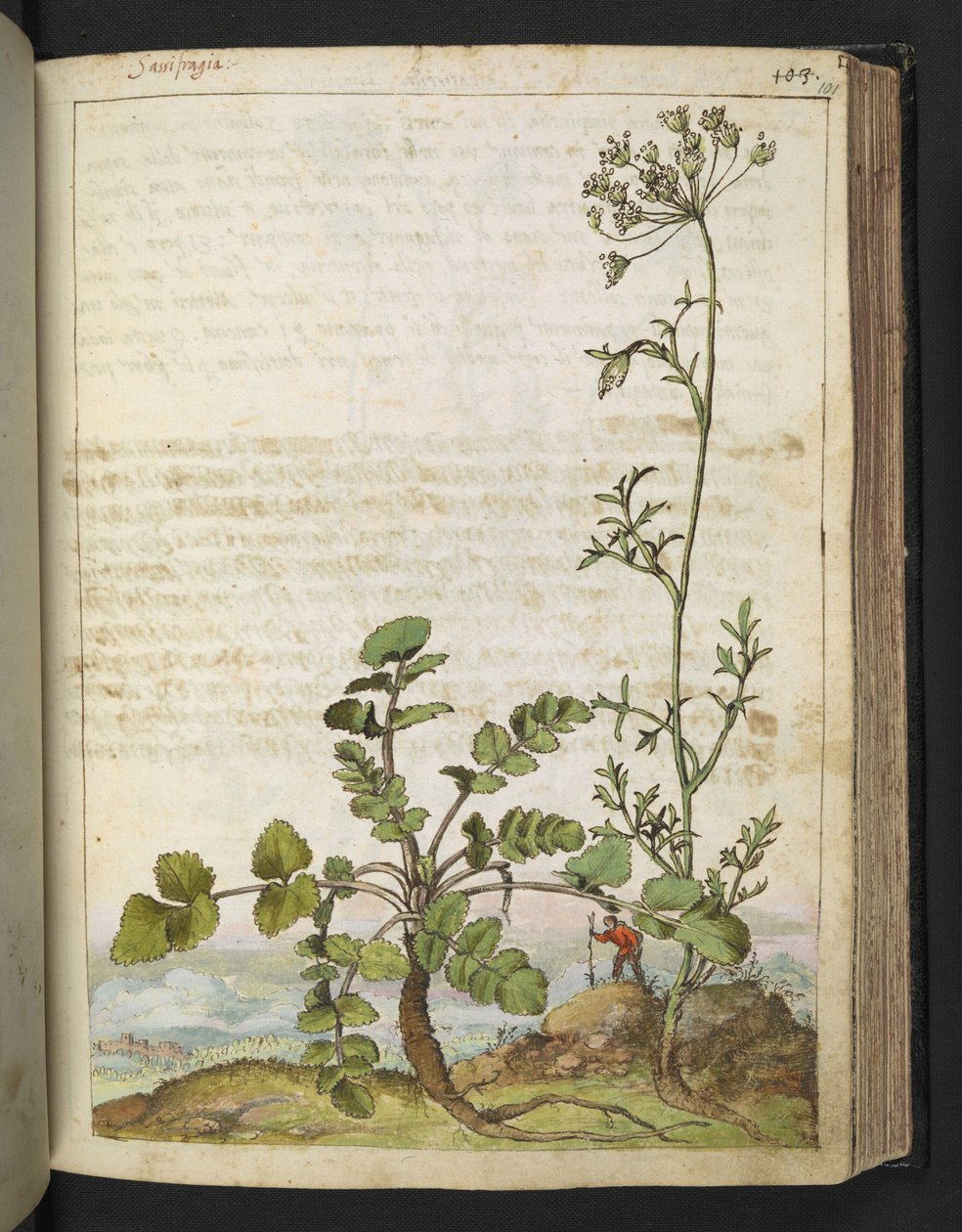 Pimpinella saxifraga ، من "لوحات فلورا من الدول الرومانية" بقلم غيراردو سيبو ، إضافة MS 22333 ، f101r ، c.1564-84 (ألوان مائية وغواش على ورق) بواسطة غيراردو سيبو