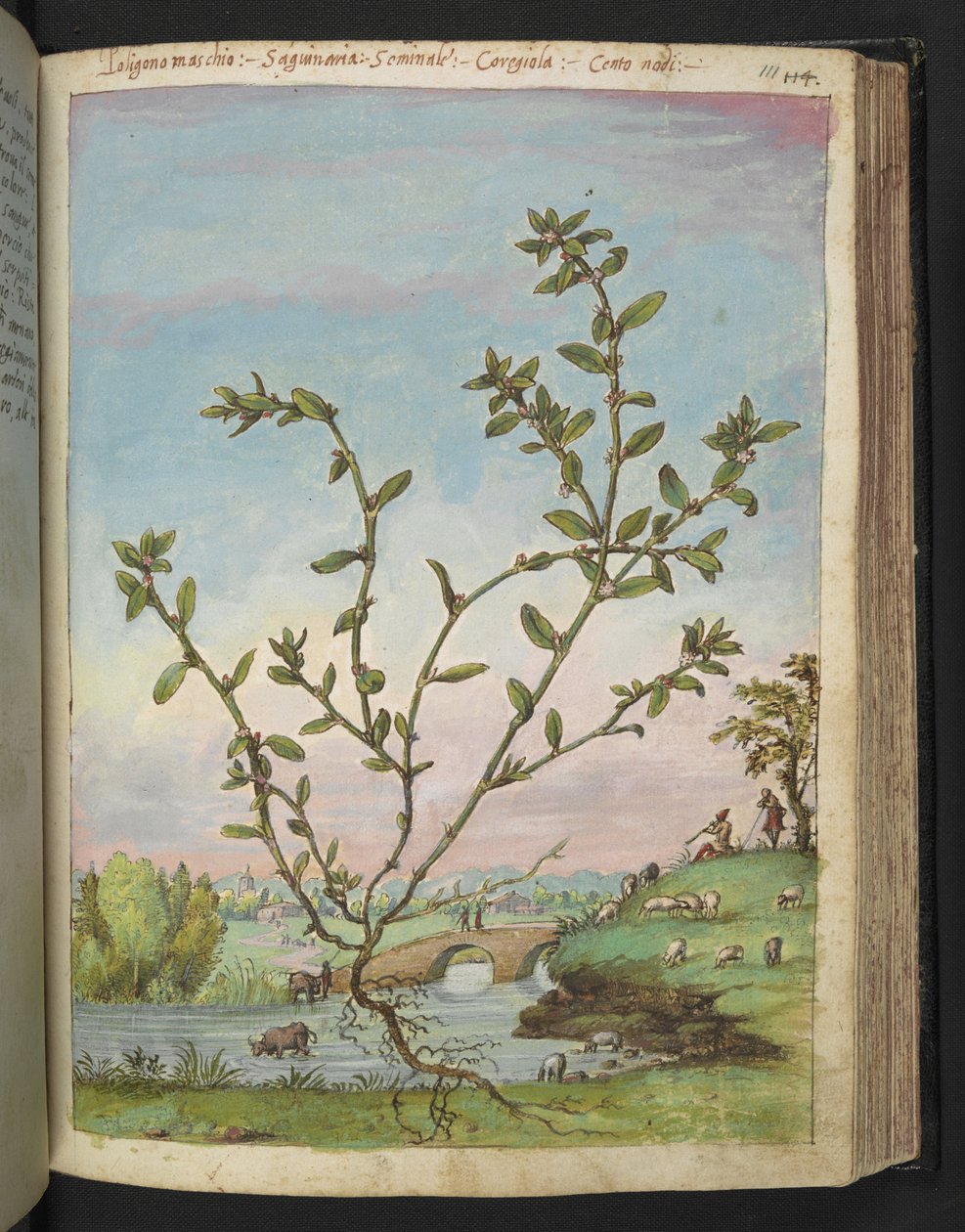 Polygonum aviculare ، من "لوحات فلورا من الدول الرومانية" بقلم غيراردو سيبو ، إضافة MS 22333 ، f111r ، c.1564-84 (ألوان مائية وغواش على ورق) بواسطة غيراردو سيبو