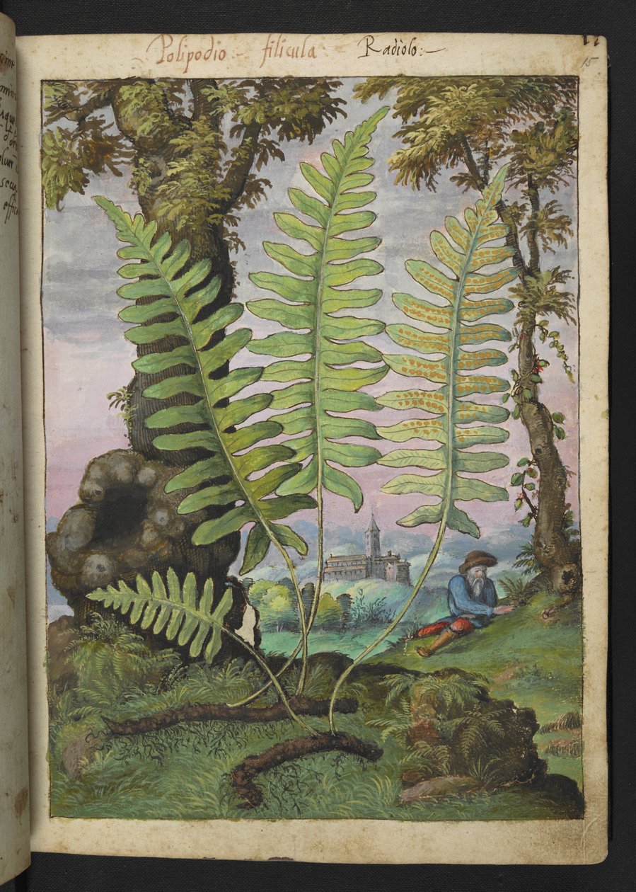 Polypodium ، من "لوحات فلورا الولايات الرومانية" بقلم غيراردو سيبو ، إضافة MS 22333 ، f015r ، c.1564-84 (ألوان مائية وغواش على ورق) بواسطة غيراردو سيبو