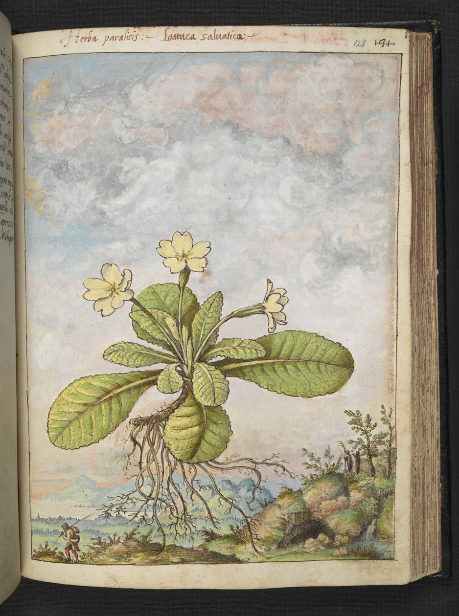 Primula vulgaris ، من "لوحات فلورا الولايات الرومانية" بقلم غيراردو سيبو ، إضافة MS 22333 ، f128r ، c.1564-84 (ألوان مائية وغواش على ورق) بواسطة غيراردو سيبو