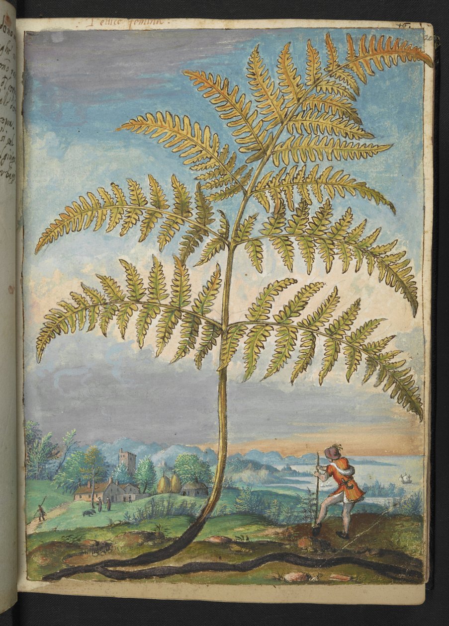 Pteridium aquilinium: سرخس ، من "لوحات فلورا للولايات الرومانية" بقلم غيراردو سيبو ، إضافة MS 22333 ، f020r ، حوالي 1564-84 (ألوان مائية وغواش على ورق) بواسطة غيراردو سيبو