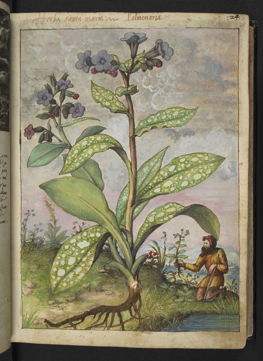 Pulmonaria officinalis ، من "لوحات فلورا الولايات الرومانية" بقلم غيراردو سيبو ، إضافة MS 22333 ، f028r ، حوالي 1564-84 (ألوان مائية وغواش على ورق) بواسطة غيراردو سيبو