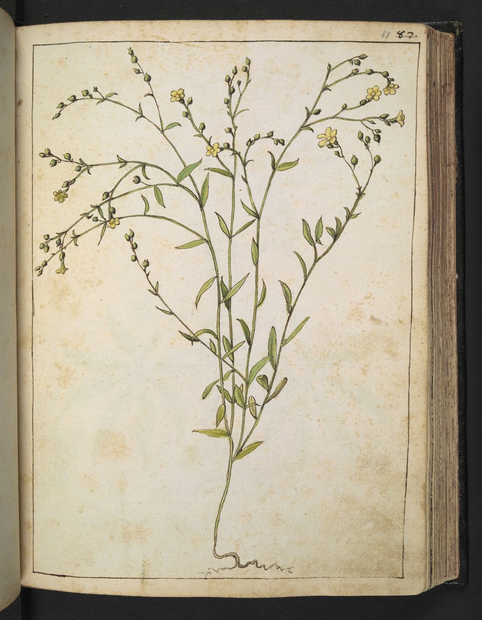 Ranunculus bulbosus: نبات ذو أزهار صفراء ، من "لوحات فلورا من الدول الرومانية" بقلم غيراردو سيبو ، إضافة MS 22333 ، f088r ، حوالي 1564-84 (ألوان مائية وغواش على ورق) بواسطة غيراردو سيبو