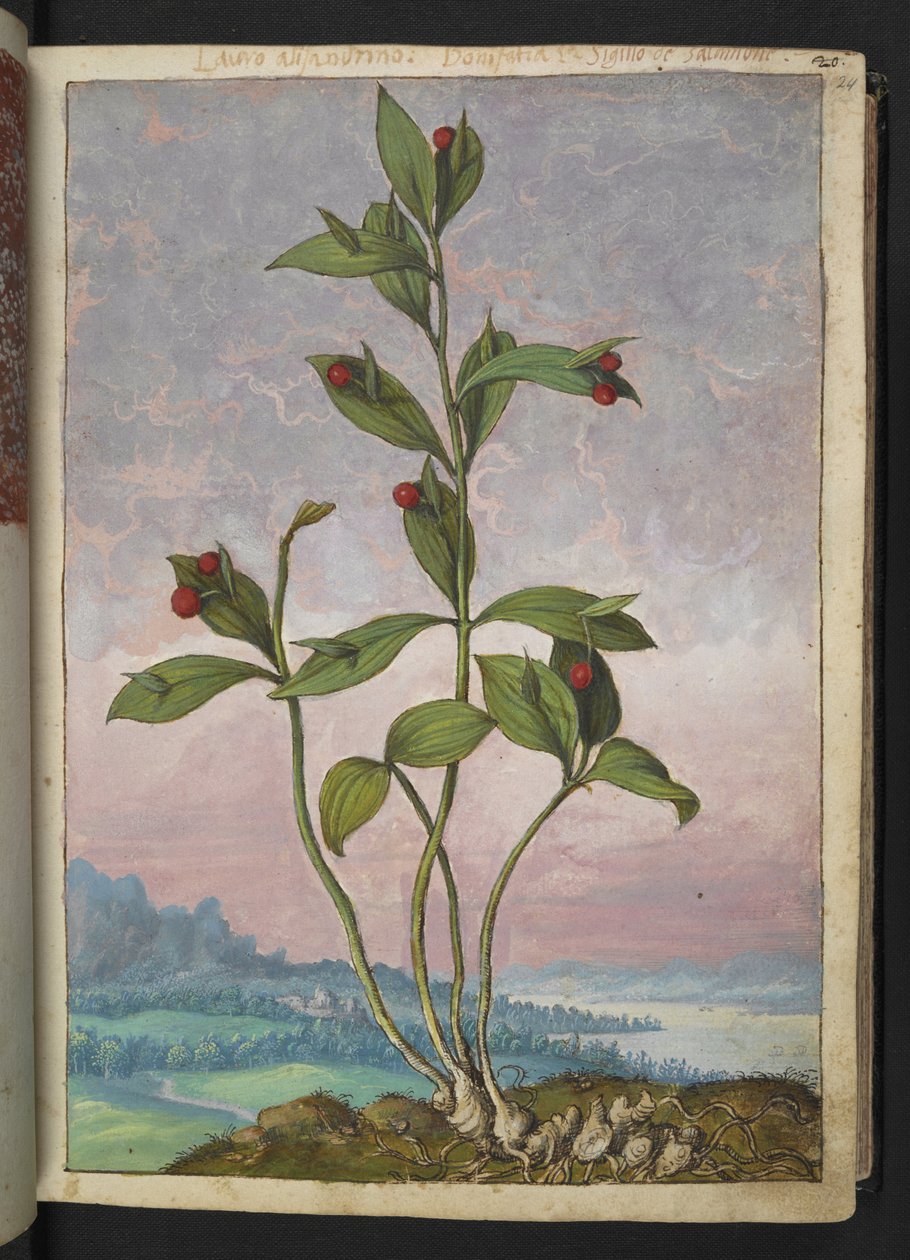 Ruscus hypoglossum: نبات يحمل التوت الأحمر ، من "لوحات فلورا من الولايات الرومانية" بقلم غيراردو سيبو ، إضافة MS 22333 ، f024r ، c.1564-84 (ألوان مائية وغواش على ورق) بواسطة غيراردو سيبو
