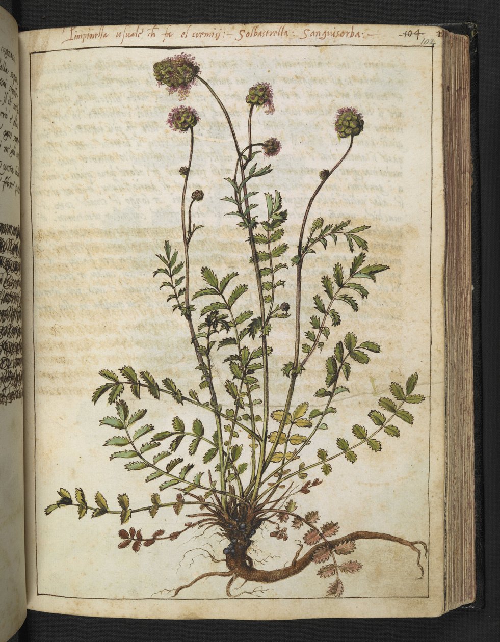 Sanguisorba Minor ، من "لوحات فلورا من الدول الرومانية" بقلم غيراردو سيبو ، إضافة MS 22333 ، f102r ، حوالي 1564-84 (ألوان مائية وغواش على ورق) بواسطة غيراردو سيبو