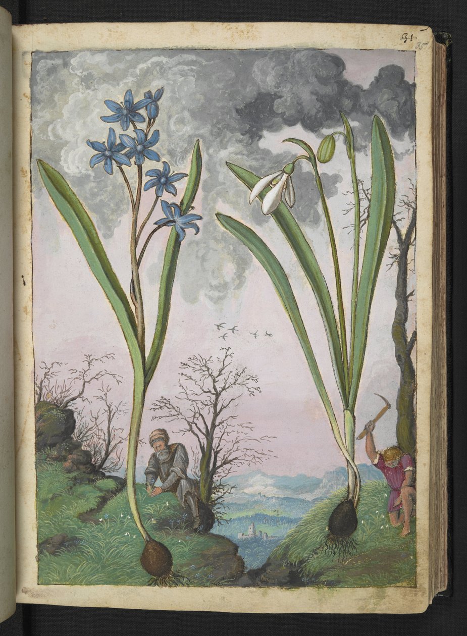 Scilla bifolia و Galanthus nivalis ، من "لوحات فلورا للولايات الرومانية" بقلم غيراردو سيبو ، إضافة MS 22333 ، f035r ، c.1564-84 (ألوان مائية وغواش على ورق) بواسطة غيراردو سيبو
