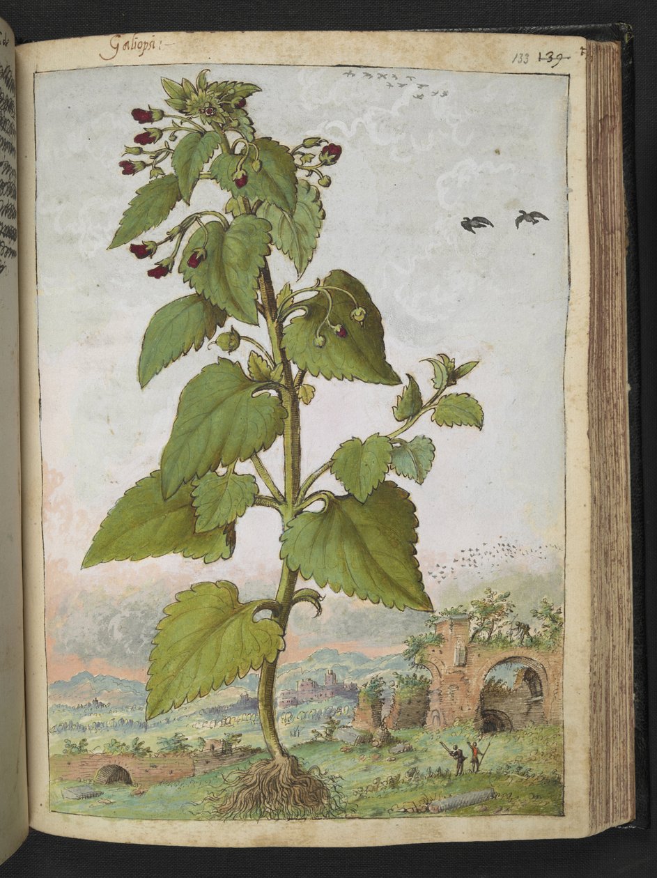 Scrophularia peregrina ، من "لوحات فلورا الولايات الرومانية" بقلم غيراردو سيبو ، إضافة MS 22333 ، f133r ، حوالي 1564-84 (ألوان مائية وغواش على ورق) بواسطة غيراردو سيبو