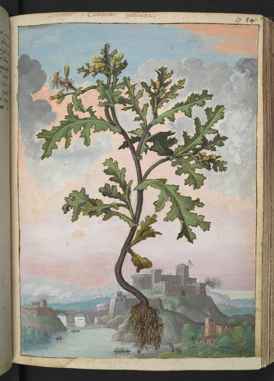 Senecio vulgaris ، من "لوحات فلورا الولايات الرومانية" بقلم غيراردو سيبو ، إضافة MS 22333 ، f057r ، 1564-84 (ألوان مائية وغواش على ورق) بواسطة غيراردو سيبو